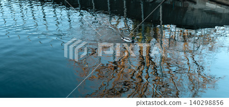 Mallard Duck Swimming In Blue Reflections Mallard Duck Swimming In Blue Reflections 140298856