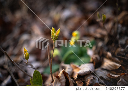 Close-up of fresh green spring buds among dry leaves Close-up of fresh green spring buds among dry leaves 140298877