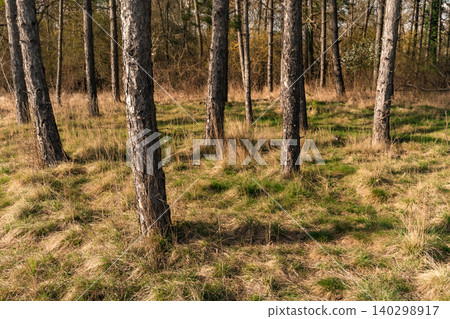 Pine Forest Floor With Dry Grass Pine Forest Floor With Dry Grass 140298917