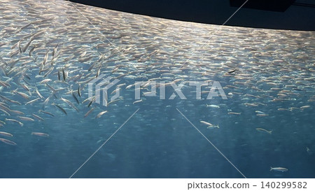 A large school of sardines (Nagoya Port Aquarium) A large school of sardines (Nagoya Port Aquarium) 140299582