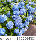 Blue hydrangea 140299583