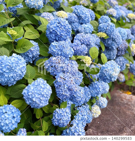 Blue hydrangea Blue hydrangea 140299583