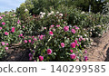 Pink beautiful roses 140299585