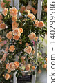 Orange roses in full bloom, supported by stakes. 140299586
