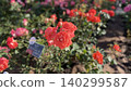 Red roses in full bloom 140299587