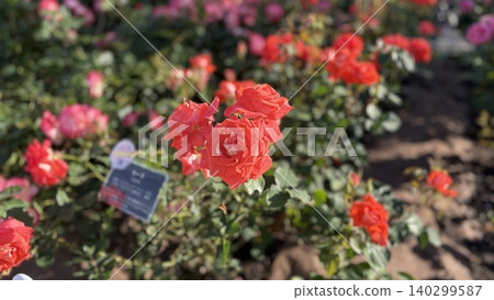 Red roses in full bloom Red roses in full bloom 140299587