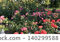 Rose garden, red roses 140299588