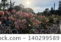 A scene from the rose garden in Tsurumai Park. 140299589