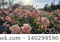 Pink roses in full bloom (Tsurumai Park) 140299590
