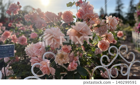 Pink roses in full bloom (Tsurumai Park) 2 Pink roses in full bloom (Tsurumai Park) 2 140299591