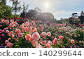Rose garden in the daytime - pink 140299644
