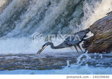 A close up of a great blue heron fishing A close up of a great blue heron fishing 140299680