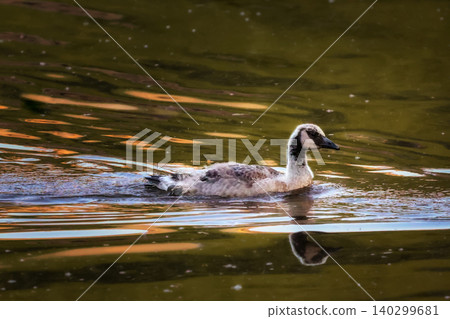 A cute fluffy gosling of canadian goose 140299681