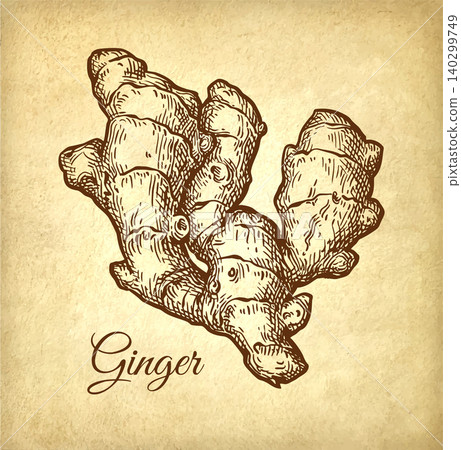 Fresh ginger root ink sketch on old paper. Fresh ginger root ink sketch on old paper. 140299749