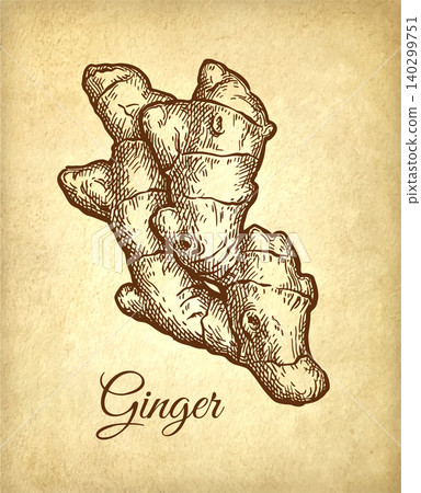 Fresh ginger root ink sketch on old paper. Fresh ginger root ink sketch on old paper. 140299751