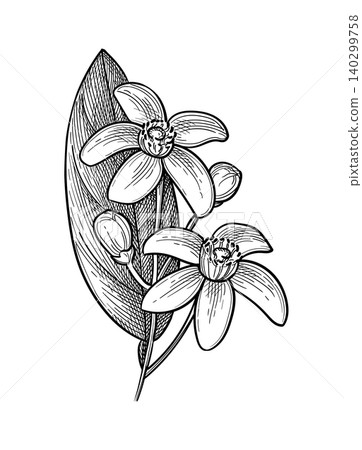 Neroli ink sketch bitter orange sprig with flowers Neroli ink sketch bitter orange sprig with flowers 140299758