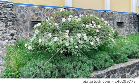 Beautiful landscaping design with blooming tree peony bush and stone border Beautiful landscaping design with blooming tree peony bush and stone border 140299772