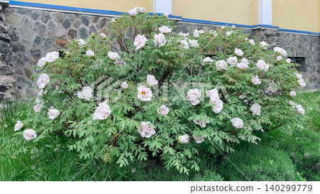 Lush blooming tree peony bush with pink flowers near stone wall Lush blooming tree peony bush with pink flowers near stone wall 140299779