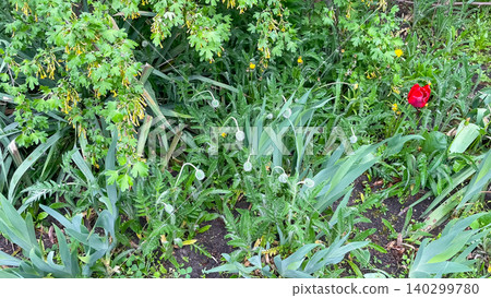 Lush spring garden background with green poppy buds and red tulip Lush spring garden background with green poppy buds and red tulip 140299780