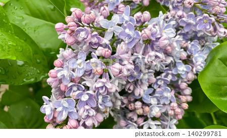 Macro shot of blooming purple lilac flowers with raindrops on green leaves 140299781