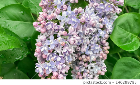 Macro shot of blooming purple lilac flowers with raindrops on green leaves 140299783