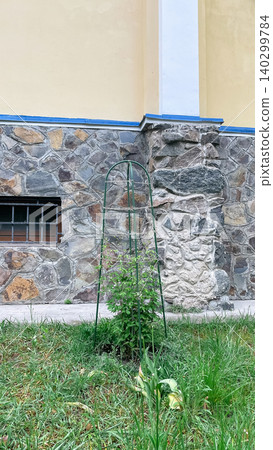Metal garden trellis with climbing plants near a rustic stone wall Metal garden trellis with climbing plants near a rustic stone wall 140299784