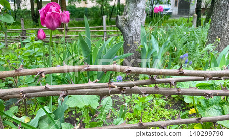Thorny branch fence in front of pink tulips in a spring garden Thorny branch fence in front of pink tulips in a spring garden 140299790