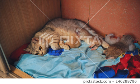 Mother cat breastfeeding her kittens in a closet Mother cat breastfeeding her kittens in a closet 140299796