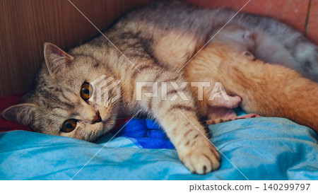 Mother cat breastfeeding her kittens lying on a blanket Mother cat breastfeeding her kittens lying on a blanket 140299797