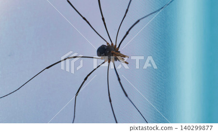 Harvestman or daddy long legs crawling on mosquito net Harvestman or daddy long legs crawling on mosquito net 140299877