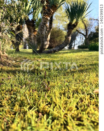lush green lawn and yucca palms on a blurred background. Yucca filamentosa lush green lawn and yucca palms on a blurred background. Yucca filamentosa 140299913