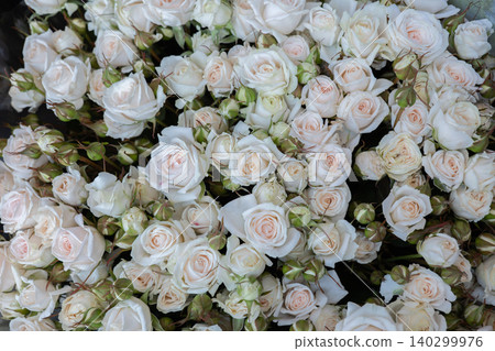 Many white roses blooming, creating a delicate wedding or celebration background Many white roses blooming, creating a delicate wedding or celebration background 140299976