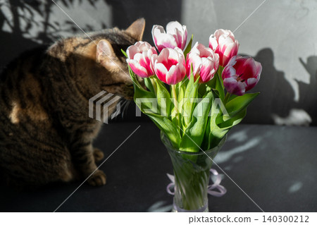 Pink tulips flowers. Floral bud. Tulip flower bouquet with tabby cat at home 140300212