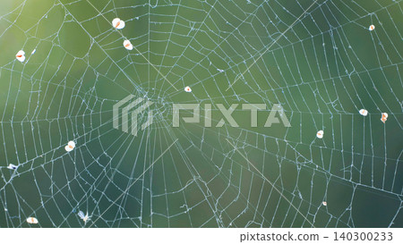 Spider web catching small insects against a soft green background in nature 140300233