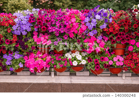 Colorful petunia flower wall creating a vibrant outdoor garden display Colorful petunia flower wall creating a vibrant outdoor garden display 140300248