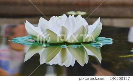 White lotus flower floating on water with reflection in Vietnam White lotus flower floating on water with reflection in Vietnam 140300337