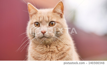 Ginger cat staring directly forward with bright amber eyes outdoors Ginger cat staring directly forward with bright amber eyes outdoors 140300348