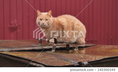 Ginger tabby cat watching from rusty dumpster lid in urban setting 140300349