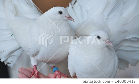 Two fantail pigeons perched on hand representing peace, purity, and freedom concept Two fantail pigeons perched on hand representing peace, purity, and freedom concept 140300412