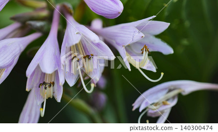 Hosta flowers blooming in a summer garden, showing delicate petals and stamens Hosta flowers blooming in a summer garden, showing delicate petals and stamens 140300474