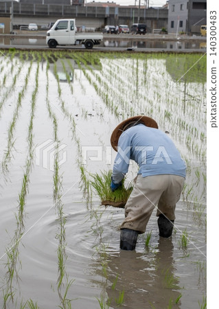 Elderly people planting rice Elderly people planting rice 140300483