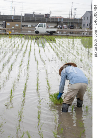 Seniors planting rice by hand Seniors planting rice by hand 140300484