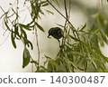 Great tit in search of food 140300487