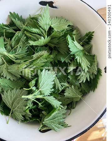 Clusters of fresh nettle leaves are spread out on a kitchen rack for drying. This process helps prepare them for cooking or herbal remedies. The scene takes place indoors Clusters of fresh nettle leaves are spread out on a kitchen rack for drying. This process helps prepare them for cooking or herbal remedies. The scene takes place indoors 140300491
