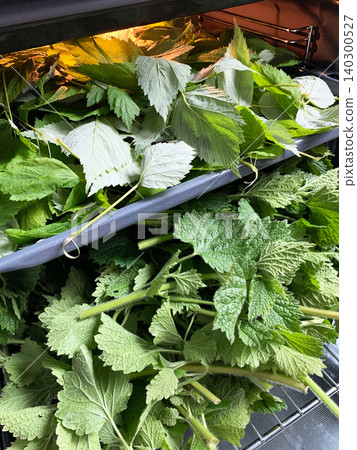 Nettle leaves are placed on trays inside the oven to dry after being freshly picked. Sunlight shines through the oven light, providing warmth to the leaves 140300527