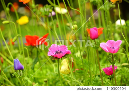 銀蓮花,白頭曼花,基州銀蓮花,油菜秋牡丹,白頭曼花,油菜草玉梅,油菜銀蓮花 銀蓮花,白頭曼花,基州銀蓮花,油菜秋牡丹,白頭曼花,油菜草玉梅,油菜銀蓮花 140300604