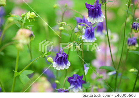 Dream grass, green flower sage, sage, funnel flower, camel sage, lion grass, Virgin's mantle Dream grass, green flower sage, sage, funnel flower, camel sage, lion grass, Virgin's mantle 140300606