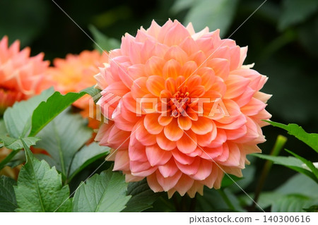 Liberated Marika, Great Flower, Large Chrysanthemum, Tenjiku Peony, Marigaku Chrysanthemum, Chrysanthemum Chrysanthemum, Western Peony, Western Peony, Large Rika Liberated Marika, Great Flower, Large Chrysanthemum, Tenjiku Peony, Marigaku Chrysanthemum, Chrysanthemum Chrysanthemum, Western Peony, Western Peony, Large Rika 140300616