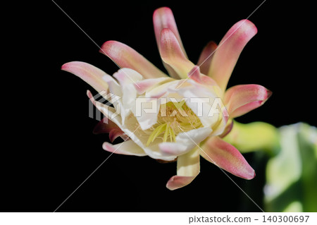 Pillar cactus flower Pillar cactus flower 140300697