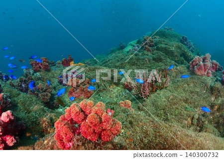 沐浴在陽光下的珊瑚礁和魚兒 沐浴在陽光下的珊瑚礁和魚兒 140300732